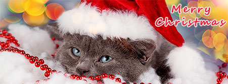 Santa cat