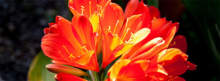 orange flowers