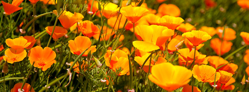 facebook cover images flowers