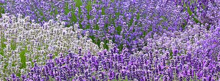 field of lavender flowers