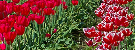 red flowers