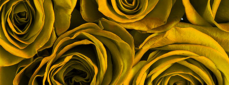 yellow roses