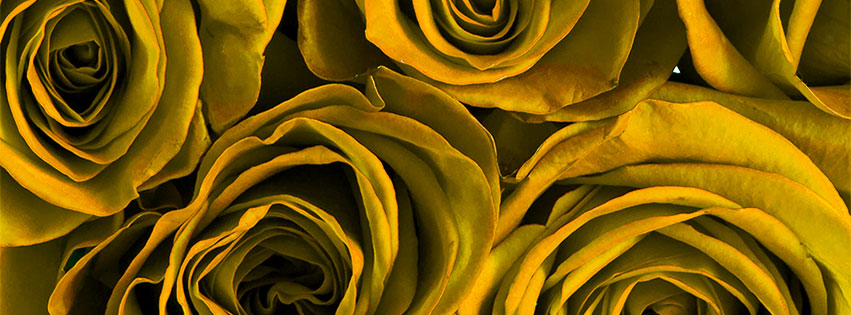 facebook cover images flowers