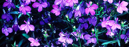 violet flowers