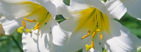 white and yellow flowers