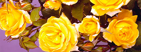 yellow roses