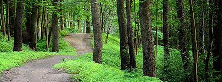 road in forest