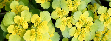 Yellow Flowers for Mom