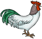 chicken for white web pages