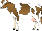 cow clipart brown and white