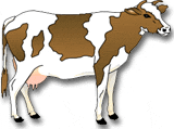 cow on white bg