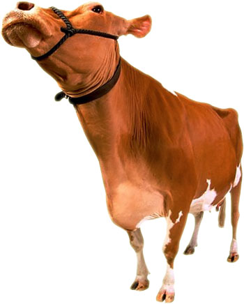 brown cow