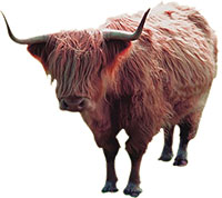 highland cow