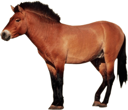 brown horse