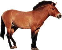 brown horse