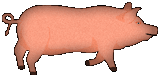 pig for use on black web pages