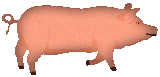 pig image to use on any color background