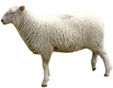 sheep