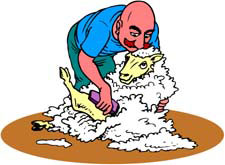sheep being sheared