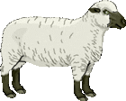 sheep image