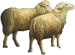 two sheep