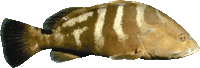 fish - grouper