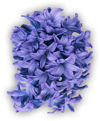 blue Hyacinth