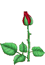 single red rose blooming