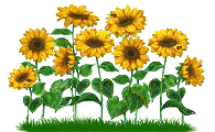 sunflowers dancing