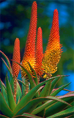 desert flowers