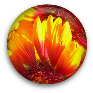 yellow and red flower button