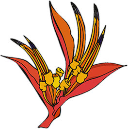 parrot beak flower