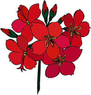 red flowers