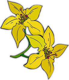 two yellow flowers