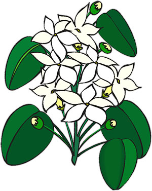 white flowers with buds