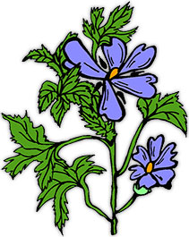 blue flowers