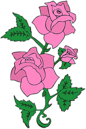 pink roses