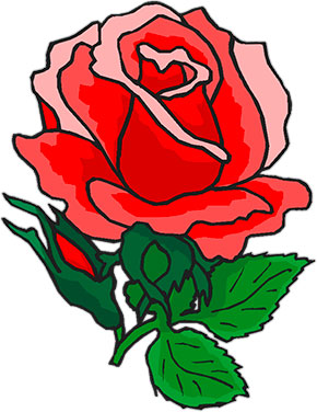 red rose