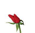 red rose animated