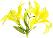 yellow lilies