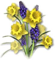 yellow and purple flowers