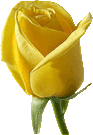 yellow rose