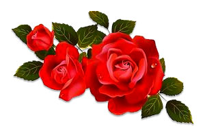 red roses