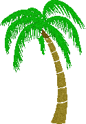 palm tree transparent background