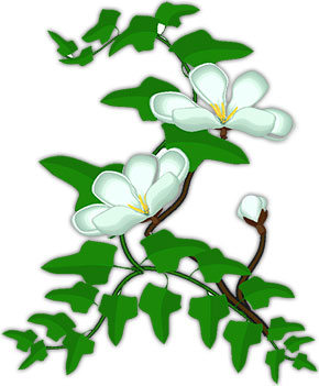 white flowers on vine