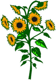 Free Sunflowers - Animated Gifs - Clipart