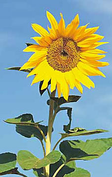 sunflower blue sky