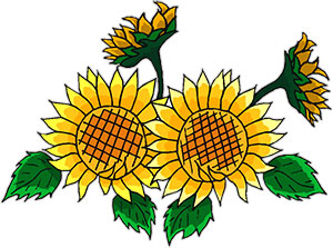 sunflower clipart