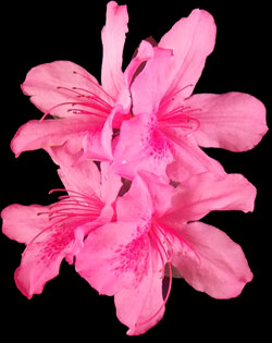 pink Azaleas
