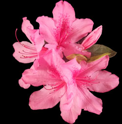 pink Azaleas on black